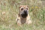 SHAR-PEI 286